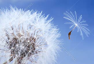 Macro of a dandelion