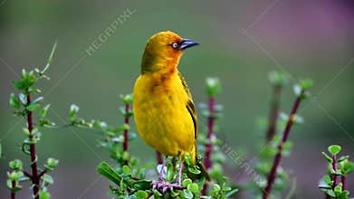 Cape Weaver Bird