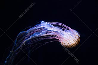 Jellyfish