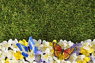 Spring or summer border background