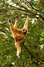 White-handed Gibbon