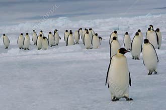 March of Emperor penguins