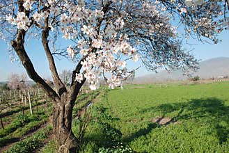 Spring tree scene