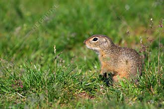 Citellus Citellus