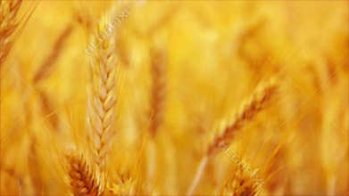 Golden Yellow Wheat Ears in Agricultural cultivated field, close up with selective focus