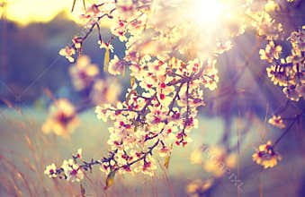 Beautiful nature scene with blooming tree