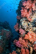Fijian Soft Corals