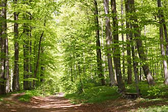 Beech forest during springtime