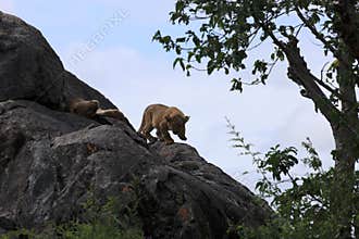 Lion cub on rock at Simba kopjes