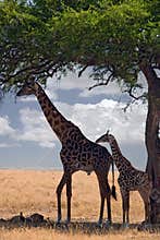 giraffes