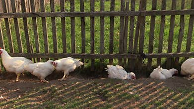 Chicken in agriculture landscape farm outdoor.