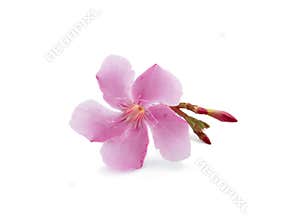 Cherry blossom flower