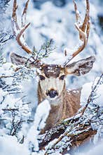 Arizona Mule Deer