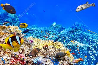 Underwater world with corals and tropical fish.
