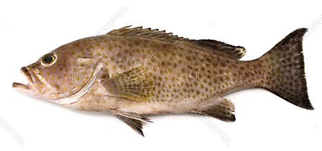 Grouper