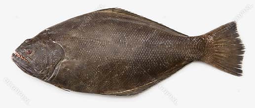 Pacific Halibut