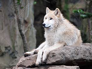 White Wolf on stone