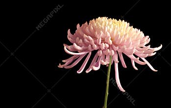 Lovely Chrysanthemum