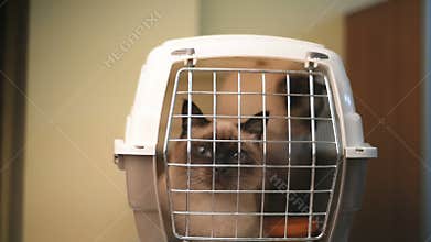 Siamese cats moving in a plastic carrier box