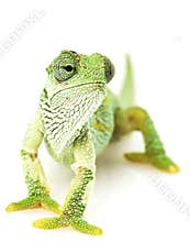 Green Chameleon