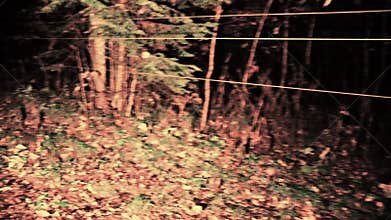 Horror scene of a scary forest Color grade