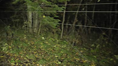 Horror scene of a scary forest