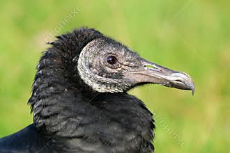 Black vulture