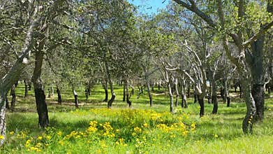 Cork Oak Tree Forest Summer Day