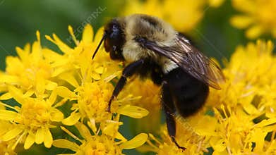 Close up view of a bee on a flower