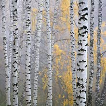 Birch forest