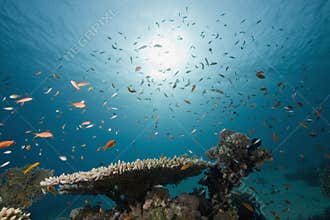 Coral and fish
