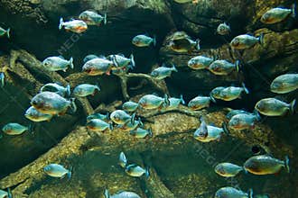 Flock of piranhas swim nature wildlife