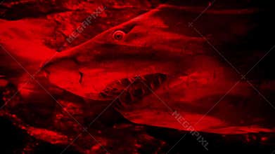 Shark Dangerous Terror Blood Abstract