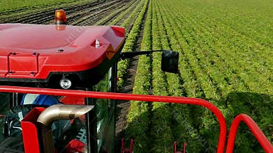 Field under carrots and modern harvester