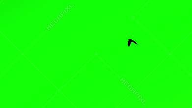 Bird Flying Chroma Key