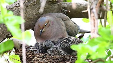 Nesting Mourning Dove, Zenaida macroura, with chicks