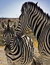 Zebra nuzzling baby