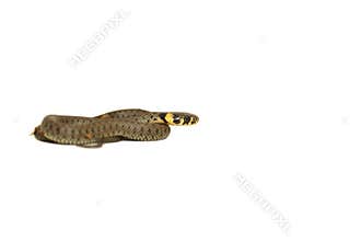 European Grass Snake
