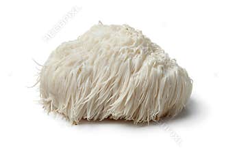 Lion's mane mushroom