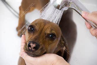 The dog have a bath