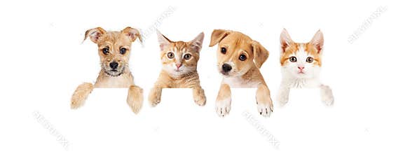 Row of puppies and kittens over blank banner