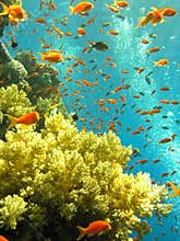 Red Sea Coral Reef