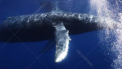 Humpback whales mother and calf in blue sea water