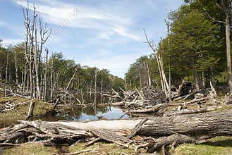 Damaged Forests - Argentina - Ushuaia - Tierra del Fuego