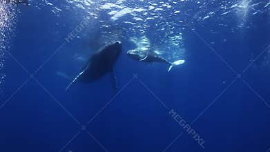 Humpback whales mother and calf in blue sea water