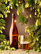 Beer bottle and with hops