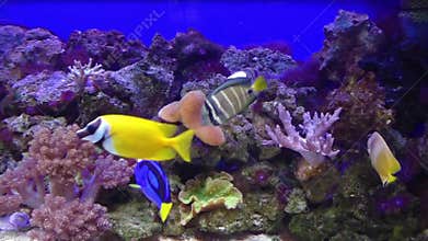 Tropical fishes at aquarium, Czech Republic