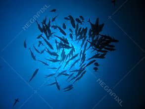 Jack Fish
