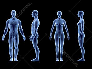 X ray human male female body. Anatomy concept. Isolate, 3d render