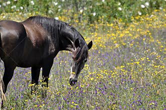 Horse grazing in flowers